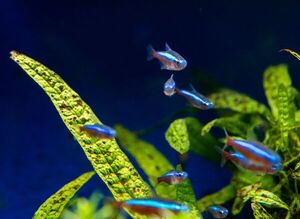 ¿Qué hacer cuando el agua del acuario cambia de color? - Mascotas - ABC Color