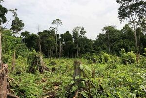 Alertas de deforestación en Amazonía brasileña rompen nuevo récord en abril - Mundo - ABC Color