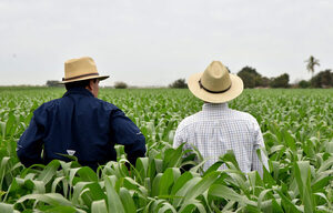 México no estará listo para ser autosuficiente en maíz en 2024, dice experto - MarketData