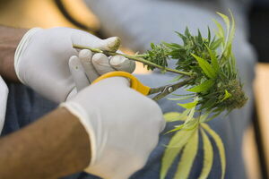 Argentina aprueba ley para promover el sector del cannabis medicinal - MarketData