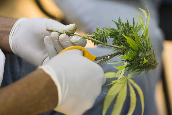 Argentina aprueba ley para promover el sector del cannabis medicinal - MarketData