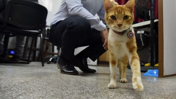 Con el gatito Asu, invitan a renovar registro antes del control en junio