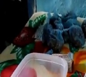 Detienen a sexagenaria proveedora de todo tipo de drogas en Ñemby - Paraguay.com