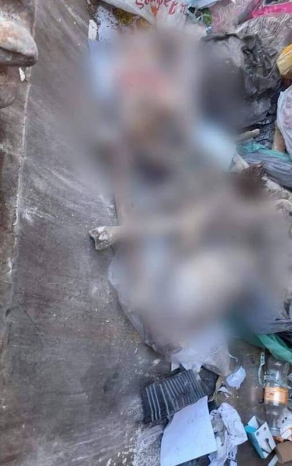 Crónica / Encuentran una calavera entre la basura