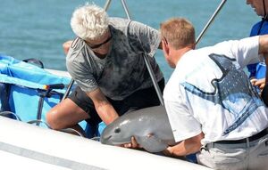 La endogamia no acabará con las últimas vaquitas, pero la pesca sí, afirma estudio - Ciencia - ABC Color