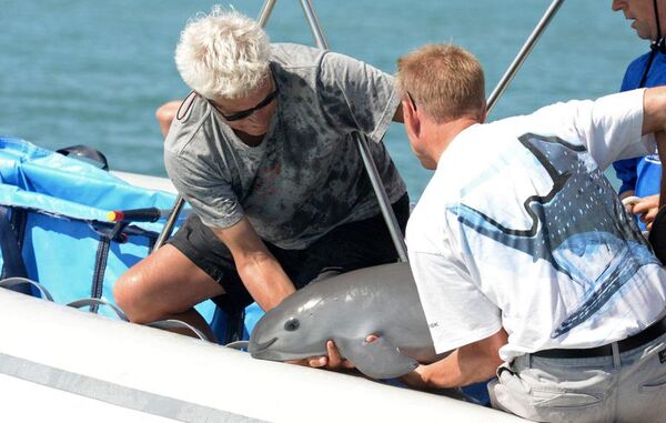 La endogamia no acabará con las últimas vaquitas, pero la pesca sí, afirma estudio - Ciencia - ABC Color
