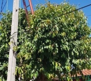Alto Paraná: Hombre fallece electrocutado mientras podaba un árbol - Paraguay.com
