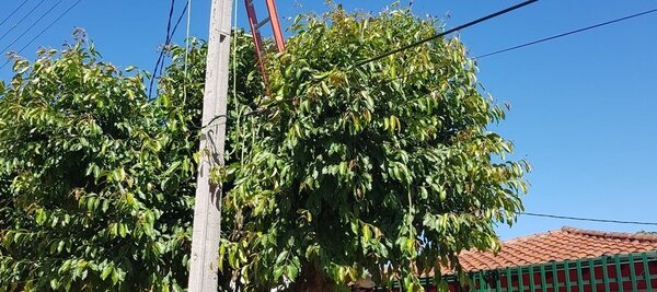 CDE: Hombre pierde la vida mientras podaba un árbol | Noticias Paraguay