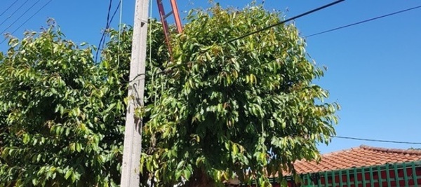 Alto Paraná: Hombre fallece electrocutado mientras podaba un árbol - PARAGUAYPE.COM