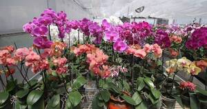 La Nación / Preparan feria de orquídeas para regalar “un detalle que perdura” por el Día de la Madre