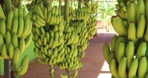 La Nación / Sequía genera retraso en las exportaciones de banana