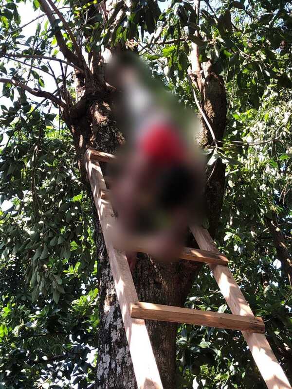 Hombre muere electrocutado mientras podaba árbol - La Clave