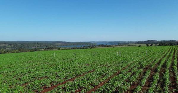 La Nación / Afirman que el cáñamo es una alternativa rentable para la agricultura familiar