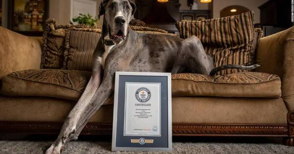 La Nación / Un gran danés es el perro más alto del mundo