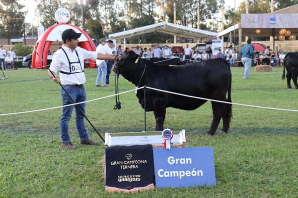 Ganadera Arandu obtuvo la Gran Campeona Ternera Brangus