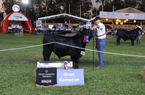 Gran Campeón Ternero Brangus de Myrta Sanabria de Martínez