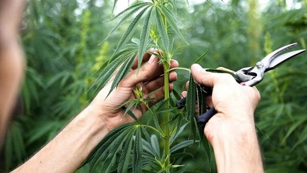 Afirman que el cáñamo es una alternativa rentable para la agricultura familiar