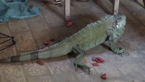 Alimentar con uvas a las iguanas les causa diabetes - Mascotas - ABC Color