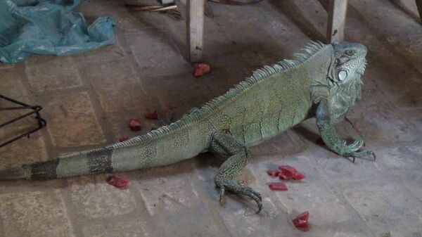 Alimentar con uvas a las iguanas les causa diabetes - Mascotas - ABC Color