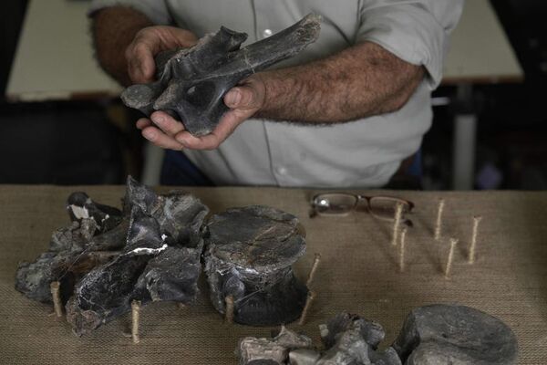 Megaraptor carnívoro de mayor tamaño hallado en el sur de Argentina - Ciencia - ABC Color