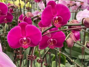 Productores de Cabañas, Caacupé, organizan una atractiva feria para regalar flores a mamá - Nacionales - ABC Color