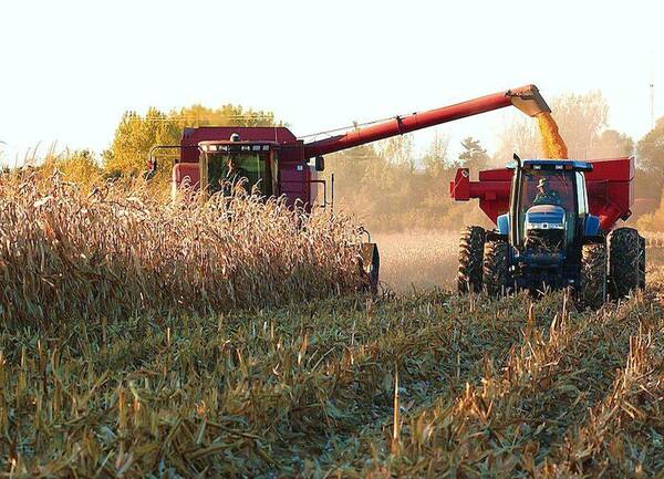 Se avista un “respiro” para agricultores con zafriñas de soja y maíz