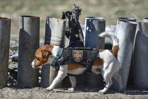Perrito Patrón es condecorado en Ucrania por Zelenski - Mascotas - ABC Color