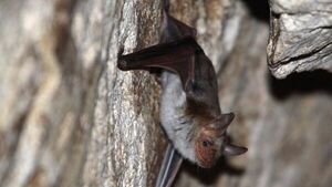 El murciélago que imita el ruido del avispón para sobrevivir