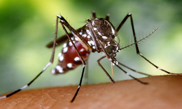 Aumento progresivo de casos de dengue y chikungunya - OviedoPress