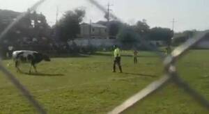 Crónica / [VIDEO] ¡Apareció la vaca lola futbolera en Limpio!