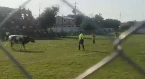 Crónica / [VIDEO] ¡Apareció la vaca lola futbolera en Limpio!