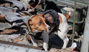 Patron, el perro detector de explosivos, condecorado por Zelenski
