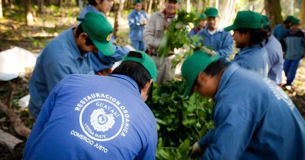 La Nación / Paraguay cuenta con 187.383 hectáreas de producción orgánica y agroecológica