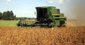 La Nación / Cultivo de zafriña daría “respiro” a agricultores