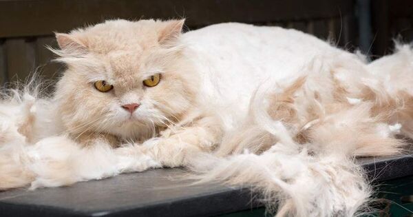 Gatos: bolas de pelo en el tracto gastrointestinal - Mascotas - ABC Color