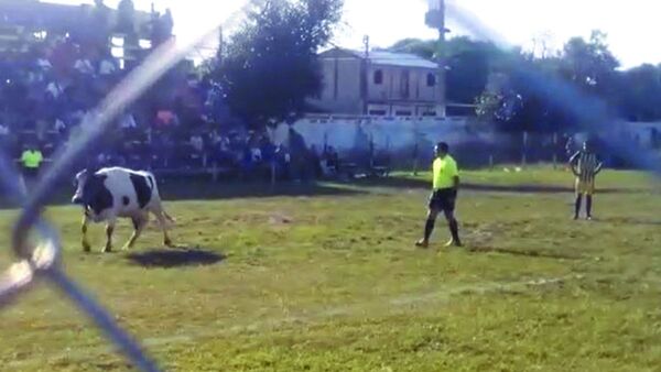 Vaca entró a la cancha e interrumpió el juego