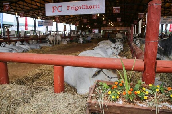 La ganadería será protagonista en la Expo Pioneros del Chaco 2022