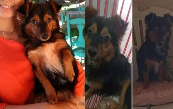 Buscan a “Roly” perro perdido en Coronel Oviedo – Prensa 5