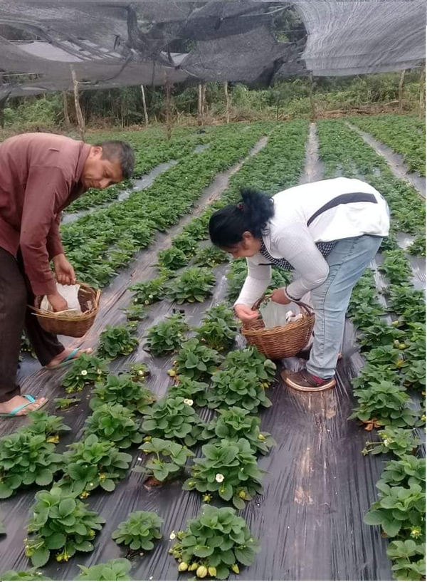 Madre productora de frutilla de Coronel Oviedo con 95 mil plantines de frutilla ejemplo de superación y liderazgo