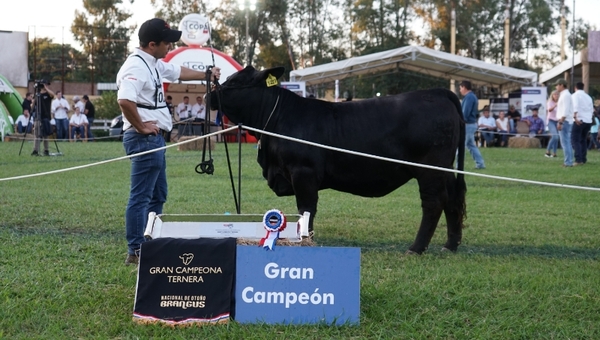 Exitosa Nacional de Otoño Brangus: La raza subastó el 100% de los ejemplares y recaudó más de G. 4.000 millones