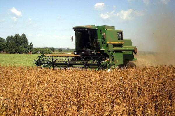 Cultivo de zafriña daría “respiro” a agricultores