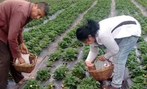 Madre productora de frutilla de Coronel Oviedo con 95 mil plantines de frutilla ejemplo de superación y liderazgo