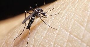 Reportan 34 casos de dengue en Amambay