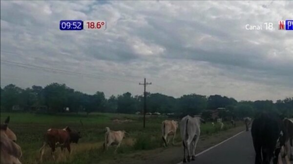 Animales causan accidentes sobre Ruta PY01, Paraguarí | Noticias Paraguay