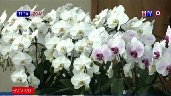 Descuento de orquídeas por el día de las madres | Noticias Paraguay