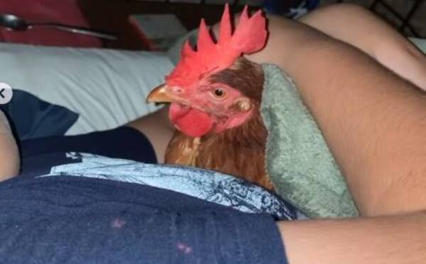 Crónica / Cheff de TV llevó a su mascota al programa, ¡una gallina!