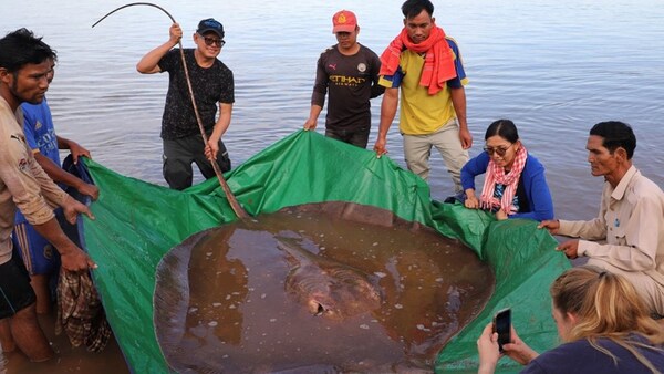 Pescadores capturaron una raya de 4 metros y la devolvieron al agua