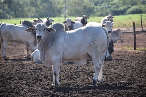Naviraí: 3.000 cabezas en 450 hectáreas y venta de toros por más de US$ 7.000 en promedio