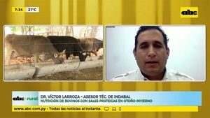 Nutrición de bovinos con sales proteicas en otoño-invierno - ABC Rural - ABC Color