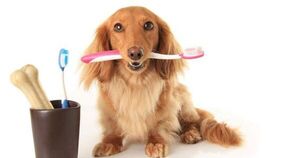 La importancia de la salud bucal de las mascotas - Mascotas - ABC Color